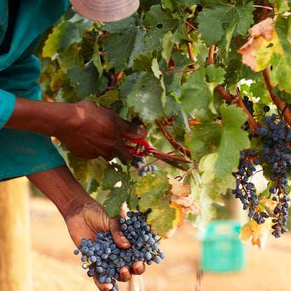 【赤ワイン】ドゥレア・グラフ・シラーズ 2021【ラグジュアリーレンジ】