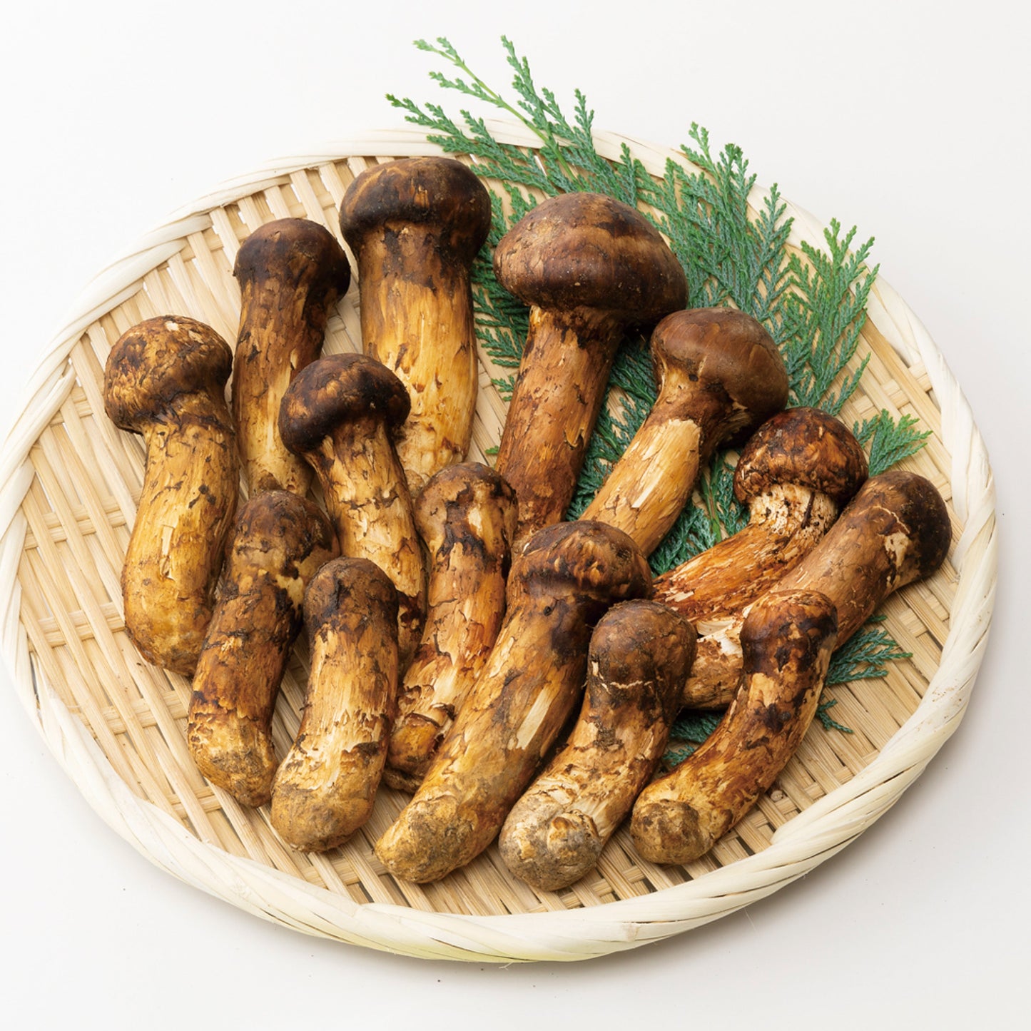 【ブータン・プレミアム7 金乃松茸】 C：ファミリータイプ