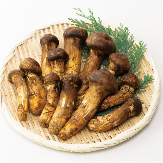 【ブータン・プレミアム7 金乃松茸】 B：バリュータイプ