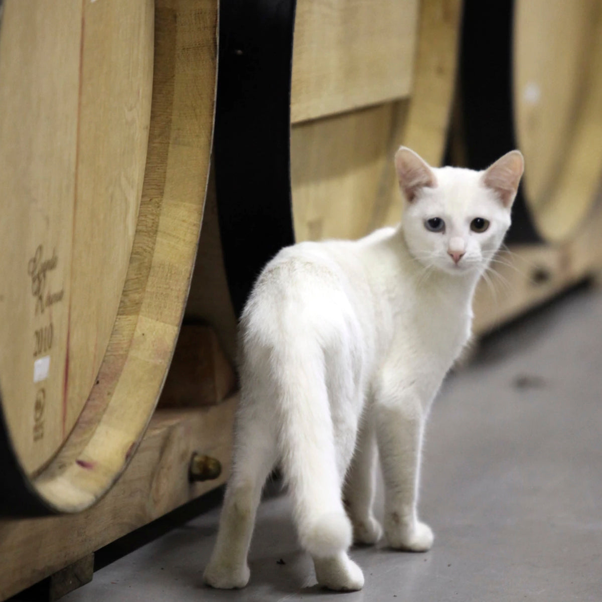 【グラス】【注文販売】エッグシェル・ワ イングラス ( ゴールドステム):ヴァン・ ビルジョン・サンク<箱入り>