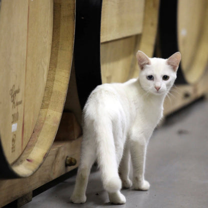 【グラス】【注文販売】エッグシェル・ワ イングラス ( ゴールドステム):ヴァン・ ビルジョン・サンク<箱入り>